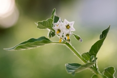 Solanum physalifolium