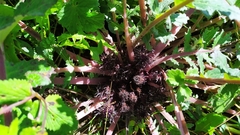 Dolomiaea macrocephala