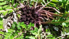 Dolomiaea macrocephala