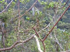 Toxicodendron succedaneum