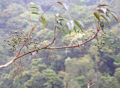 Toxicodendron succedaneum