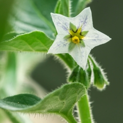 Solanum physalifolium