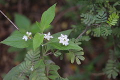 Lantana canescens