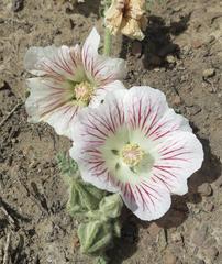 Anisodontea dissecta