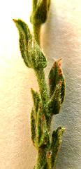 Hermannia stipulacea