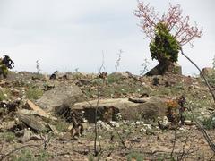 Anisodontea dissecta