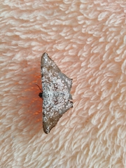 Semiothisa salsa