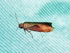Episimus tyrius