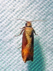 Episimus tyrius