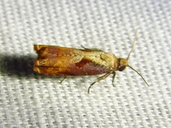 Episimus tyrius