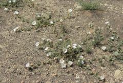 Anisodontea dissecta