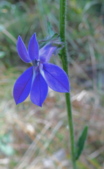 Lobelia reverchonii