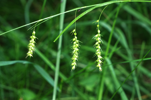 Carex arnellii (Carex arnellii)