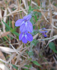 Lobelia reverchonii