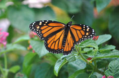 Danaus plexippus