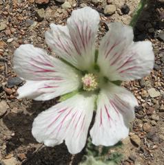 Anisodontea dissecta