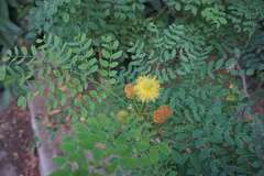 Leucaena retusa