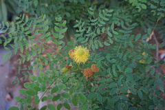 Leucaena retusa