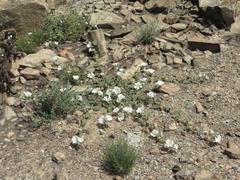 Anisodontea dissecta