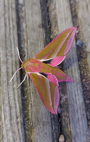 Elephant Hawkmoth, Zuidlaren, Nederland, photo 8 of 10