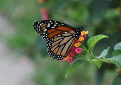 Danaus plexippus
