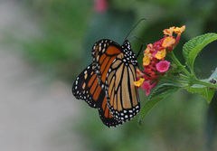 Danaus plexippus