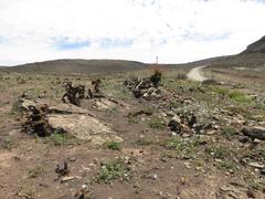 Anisodontea dissecta