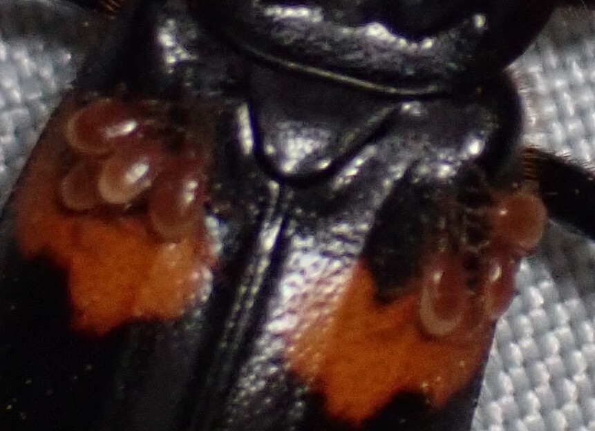 Poecilochirus G.Canestrini & R.Canestrini, 1882