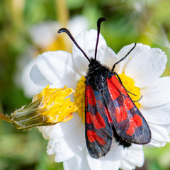 Zygaena graslini