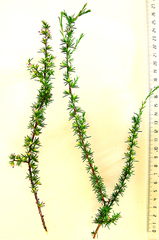 Muraltia ericifolia