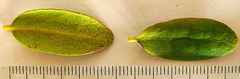 Olea capensis macrocarpa