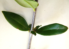 Olea capensis macrocarpa