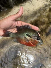 Redbreast Sunfish photo 5