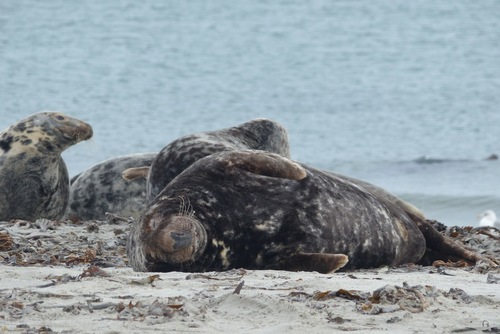 Atlantic gray seal