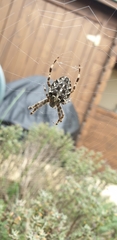 Araneus diadematus