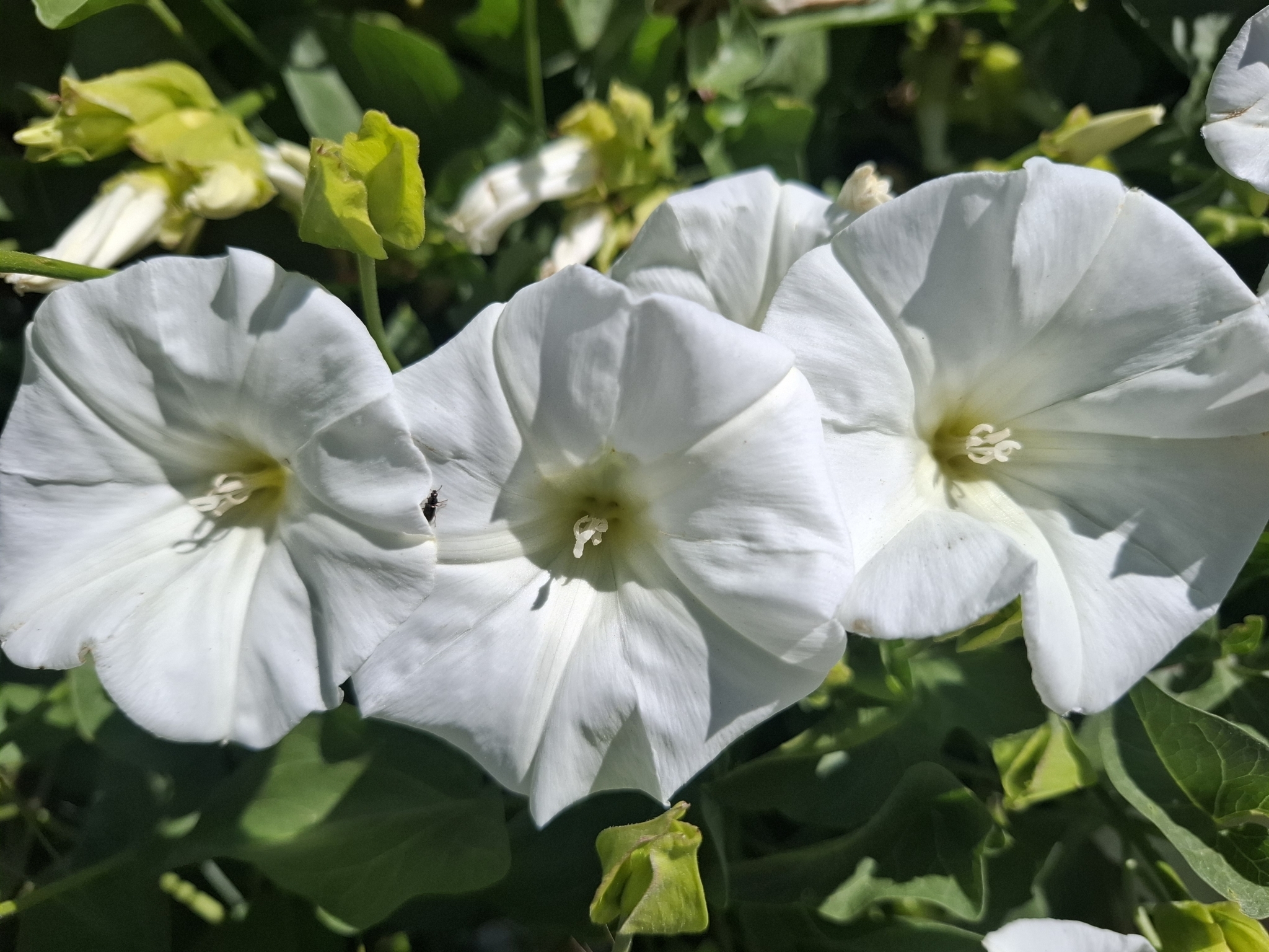 Calystegia macrostegia ssp. macrostegia