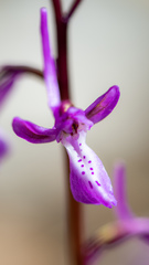 Orchis anatolica