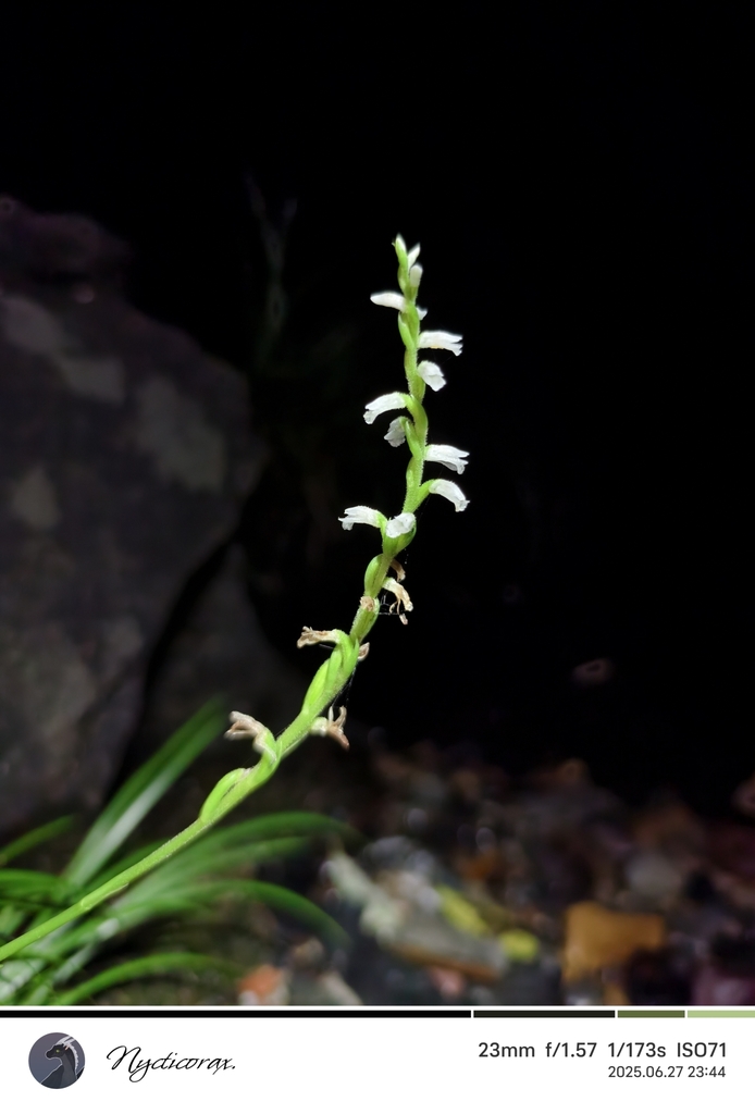 Nepalese Ladies'-tresses