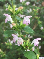 Clinopodium carolinianum