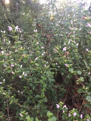 Clinopodium carolinianum