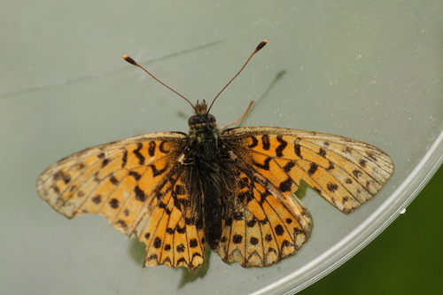 Eurasian Silver-bordered Fritillary photo 5