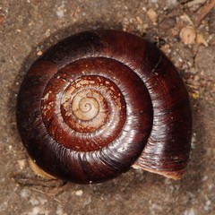 Glyptostoma gabrielense