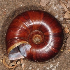 Glyptostoma gabrielense