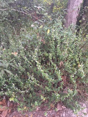 Clinopodium carolinianum