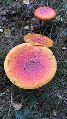 Amanita muscaria