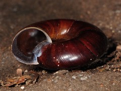 Glyptostoma gabrielense