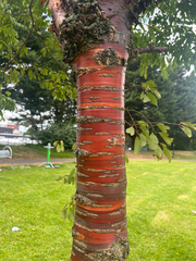 (c) Priya Sandhu, some rights reserved (CC BY) Prunus serrula, photograph (c) Priya Sandhu, some rights reserved (CC BY)
