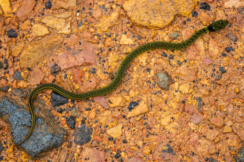 Erythrolamprus albiventris
