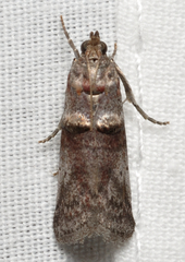 Acrobasis caryae