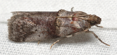 Acrobasis caryae